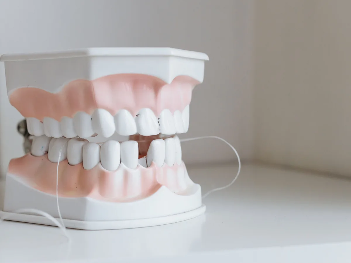 Dental model with floss used for implant maintenance questions in Blackburn North